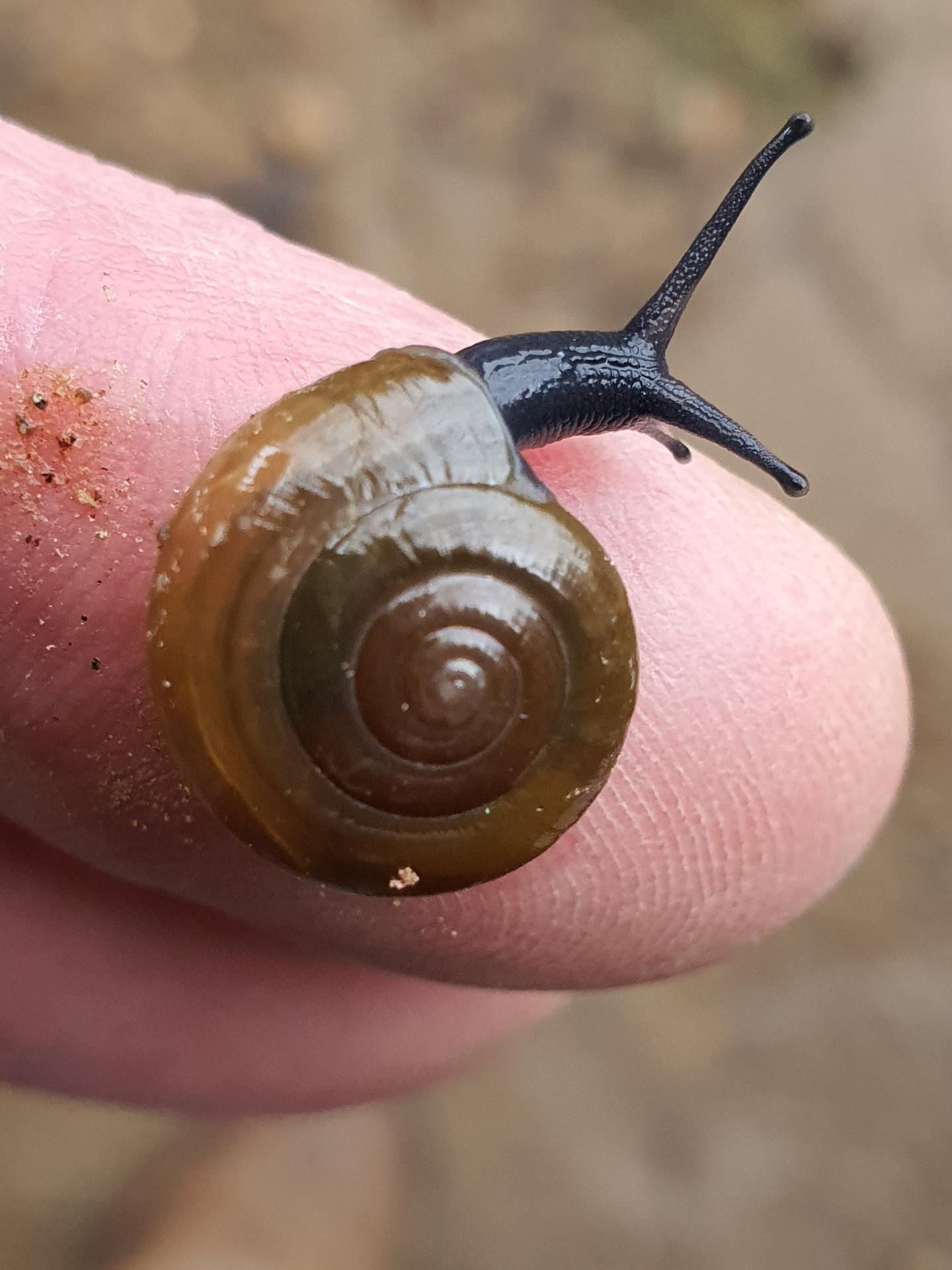 Escargot